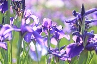 【初めての一般質問をします】